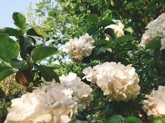 -杭州城北体育公园