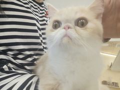 -飞行喵MR PILOT|猫舍·猫咖(静安大融城店)