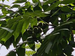 -秦岭终南山世界地质公园翠华山景区