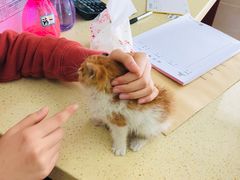 -艾贝尔宠物诊疗