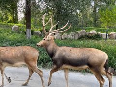 -北京野生动物园