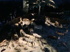 -上海自然博物馆