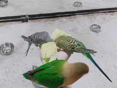 -上海大自然野生昆虫馆