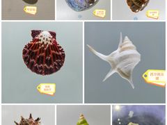 -青岛贝壳博物馆