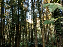 -上海共青森林公园