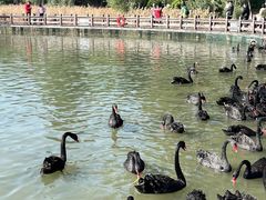 -五缘湾湿地公园