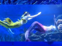 -海合安武汉极地海洋公园