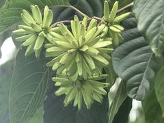 -花溪公园