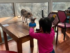 -猫小院猫主题咖啡厅(北锣店)