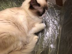 -猫色咖啡·猫咖
