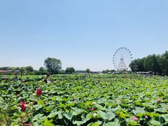 -白洋淀景区