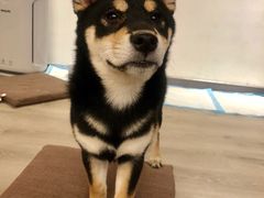 -浣熊柯尔鸭土拨鼠·电玩咖