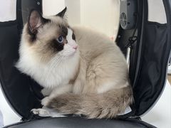 -东日国际动物医院·CT·心脏专科(桃源分院)