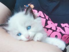 -十年猫舍·猫咪专门店(普陀店)