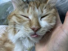 -瑞鹏宠物医院·爱宠堂·骨外专科(西荷分院)