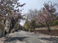 -八大关景区