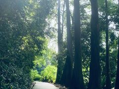 -深圳仙湖植物园