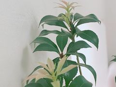 -李叁面馆(妇幼店)