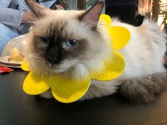 -喵屿·大理花园猫咖