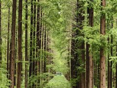 -黄海国家森林公园