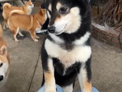 -柴犬高等学院·狗咖·柴犬售卖·宠物训练