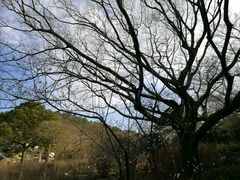 -汉拿树木园