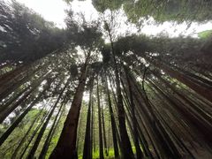-武陵山森林公园