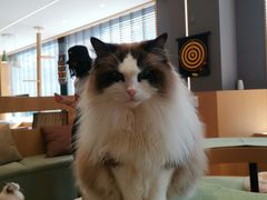 -CAT’S MEWSTAR CAFE·喵星球猫屋(晴湾咖啡店)