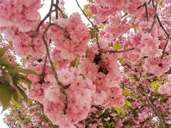 -古柏渡丰乐樱花园