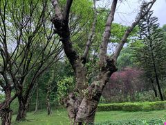 -云溪植物园