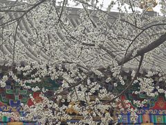 -护国法轮寺