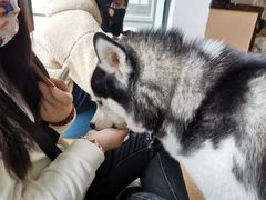 -Husky Go! 哈士奇体验馆·宠物咖啡厅狗咖