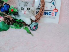 -十年猫舍·猫咪专门店(普陀店)
