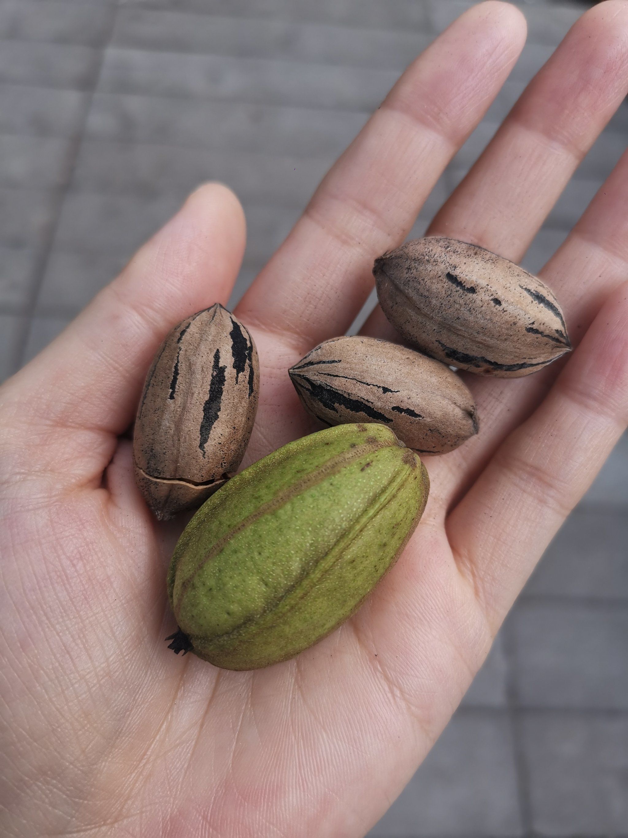 早上遛狗发现的,原来离家这么近,超大的3颗碧根果树,可惜果子已经快掉