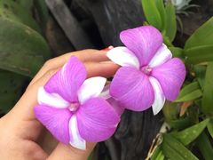 -自然餐厅(Phuket)