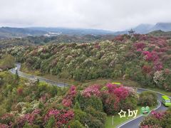 -贵州百里杜鹃风景名胜区