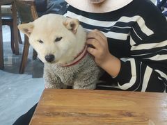 -猫小院猫主题餐厅(南锣旗舰店)