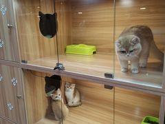-猫十亿·布偶金渐层·曼基康矮脚猫舍(青年路店)