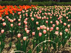 -玄武湖景区-情侣园游乐场