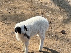 -石家庄市动物园