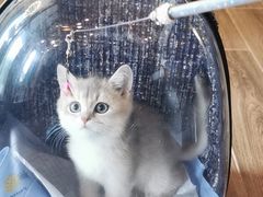 -猫大福·Fortune Cat猫舍(百子湾店)