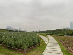 -深圳湾公园(南山区)