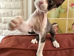 -pd派德宠物中心医院24H急重症·眼科中心·血液透析中心(嵩山北路店)