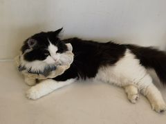 -共舞时光猫咖·狗咖(新街口店)
