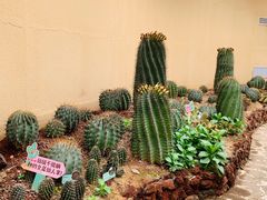 -正佳雨林生态植物园