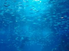 -海合安成都极地海洋公园