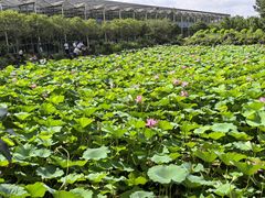 -南通洲际绿博园