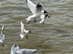 -人民防洪胜利纪念塔