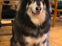 -more than meow吴止猫主题餐厅(承德 中船汇店)