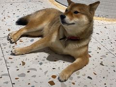 -柴务处·柴犬主题狗咖